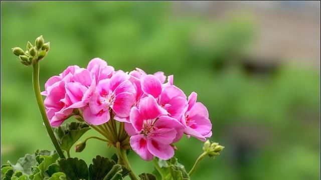  『植物』天竺葵的养护知识大全