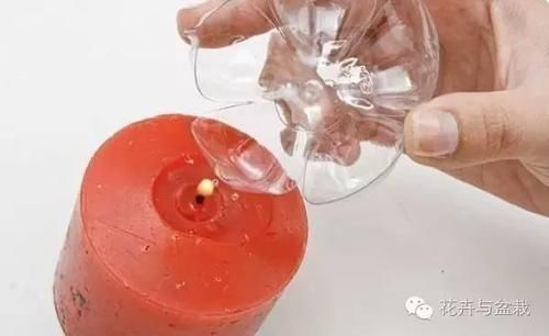  能力■塑料瓶的园艺小创意，考验动手能力的时候到了