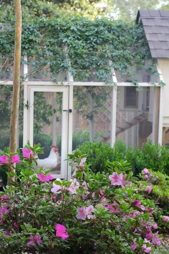  [蔬菜]如今90后的院子、阳台流行这样种菜，再也不羡慕李子柒啦...