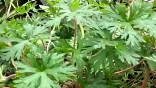  名字■农村一种野草的名字十分霸气，是药王孙思邈所赐，有活血