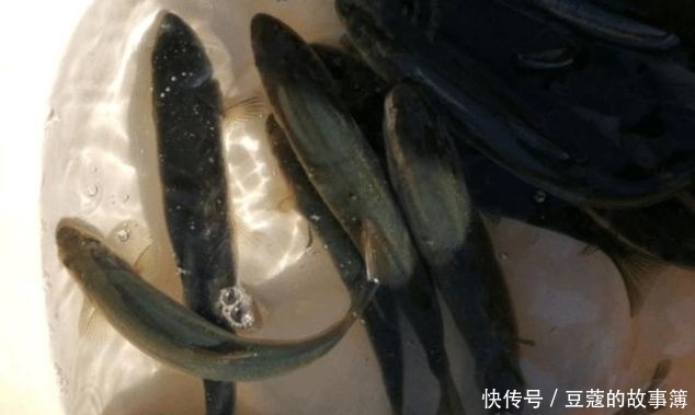 鱼鳞■世界上最古老的鱼类,深山老林才有,鱼鳞好吃,鱼肉自带香味