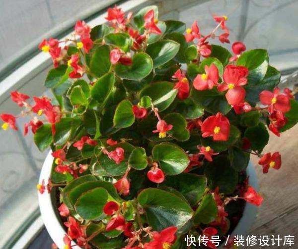  「生长习性」此1种花，花期超长，能开9个月，养一盆天天有花看！