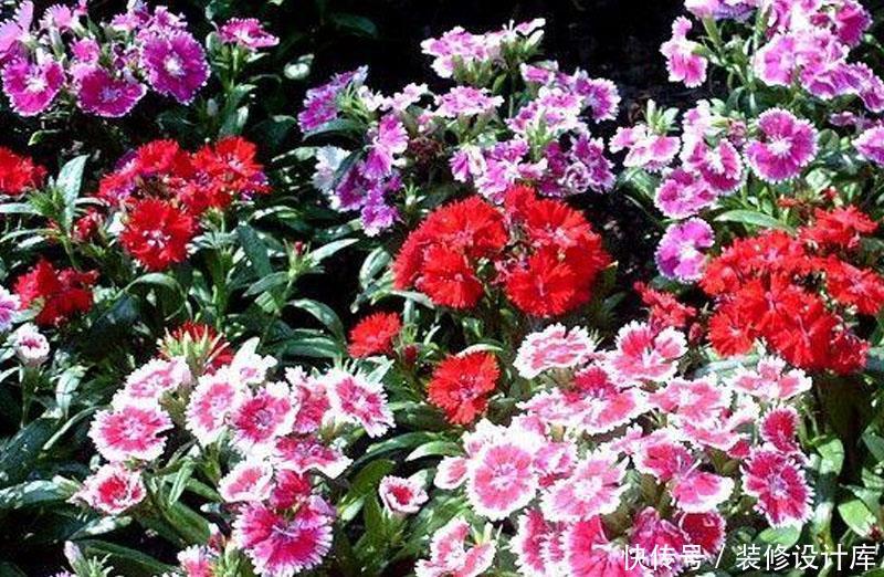  五彩石竹■在家中养护漂亮的花卉，就选择3种花卉，花色多样，幸福吉祥好运
