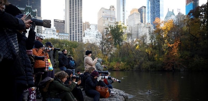  「发现」美国公园发现一对“中国鸟”，引发全城围观，老外感叹