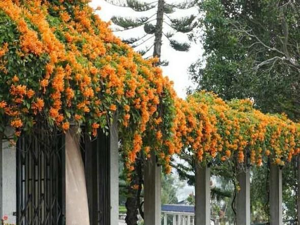  【农家小院】这种花，不用管理栽上就活，一个枝条爬满墙，阳台庭院都能种