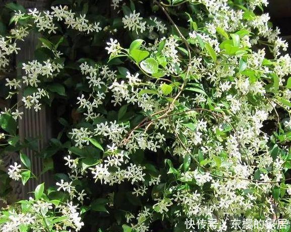 香飘|院子里不要乱种花,五一后此花要栽2棵,花开190天,香飘满院