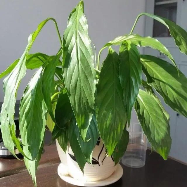  「图片作者」10种花，春天不能晒，躲屋里最安全！