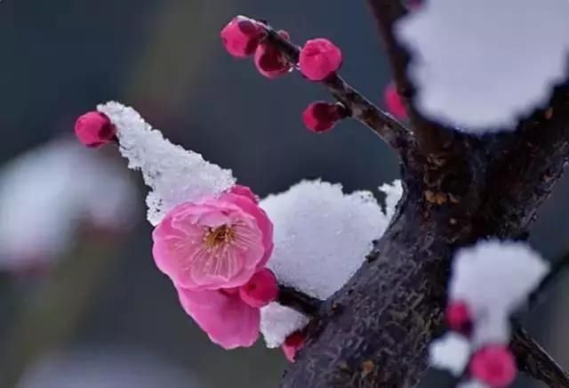 【花中】中国10大名花,哪个是你的最爱?