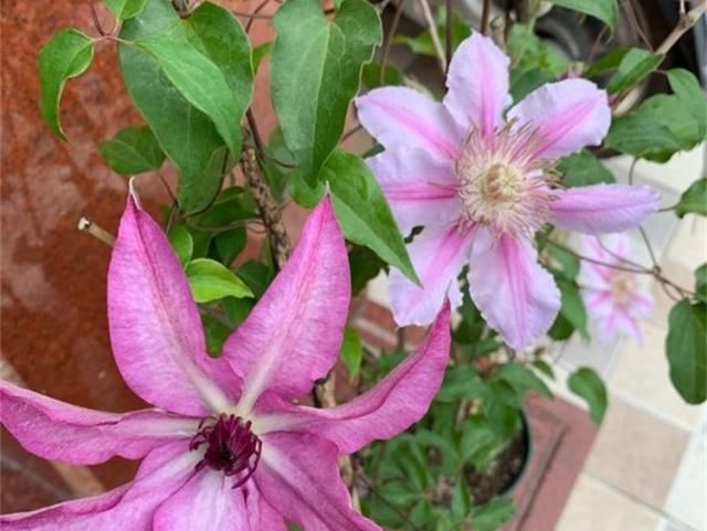  「栽培」此观花植物，花期长达6个月，花好看、易栽培，比月季、长寿花强