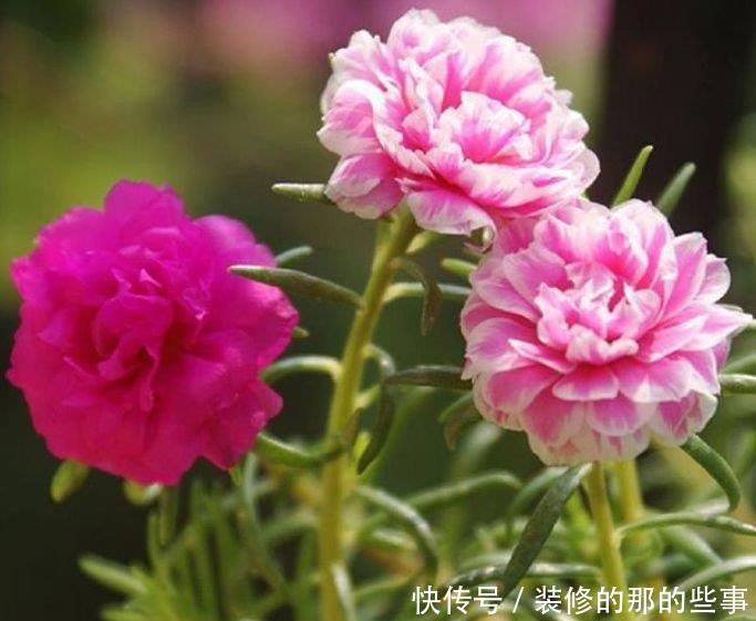 试试:养花试试这几款,花开繁盛花香怡人,花色繁多易爆盆,娇艳欲滴