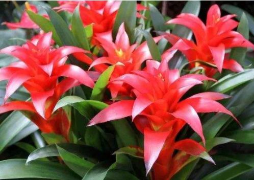  马上■此四种花朵开花爆盆，丢在阳台马上就变花海，花开绚烂繁盛