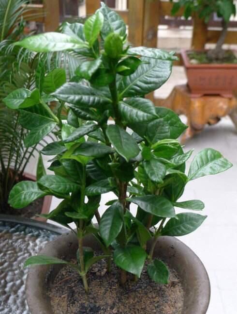  【栀子花】养“栀子花”，注意1个小细节，不黄叶、不掉苞，油绿茂盛开花多