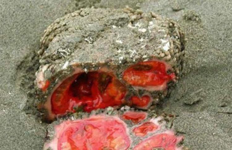 男子海边游玩,发现出血石头,走近细看,顿时不淡定了