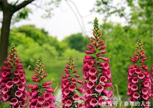  『节节』一个花箭1米8，茎秆上面全是花，种一棵毛地黄，节节都有花