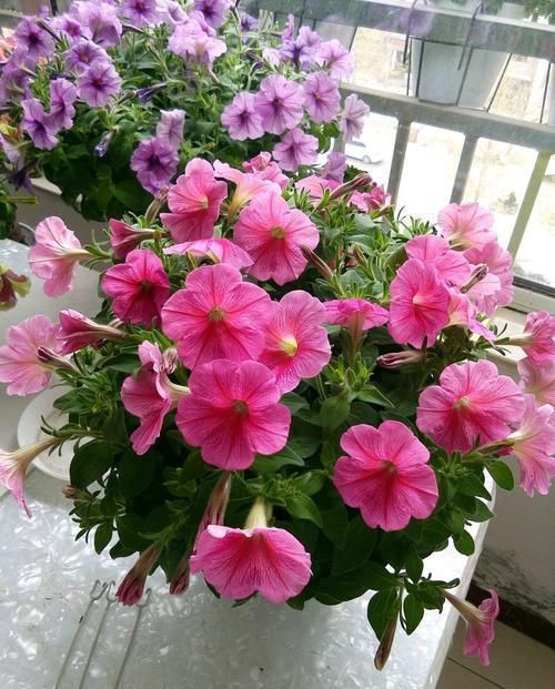  【火炬】喜欢菊花，不如养盆“火炬”，花开美轮美奂,花姿妖艳