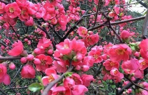  「美人梅」难得一求的“美人梅”，花开香，花量大，仙气十足，美的不得了