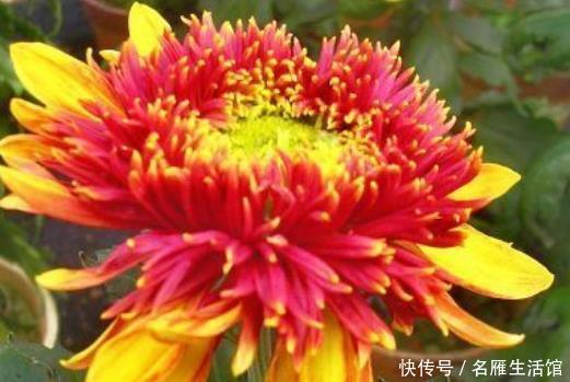 五彩斑斓:新手养花,不如养盆花中精品“金托桂”,花开金闪闪,五彩斑斓