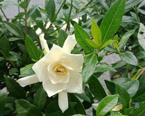  『买到』花市买了好几回栀子花都养不活怎么回事？恭喜你买到新移植苗