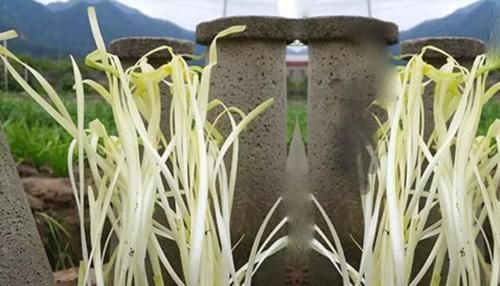  「水泥罐」农村人是这样种韭黄的，很多人吃过没见过怎么种