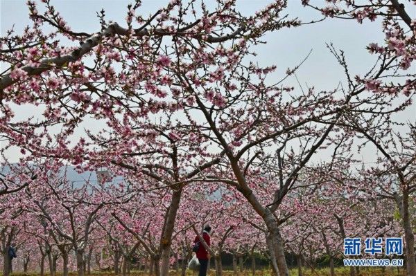  『南市仲宫街道的桃花』山东济南：万亩桃花笑春风