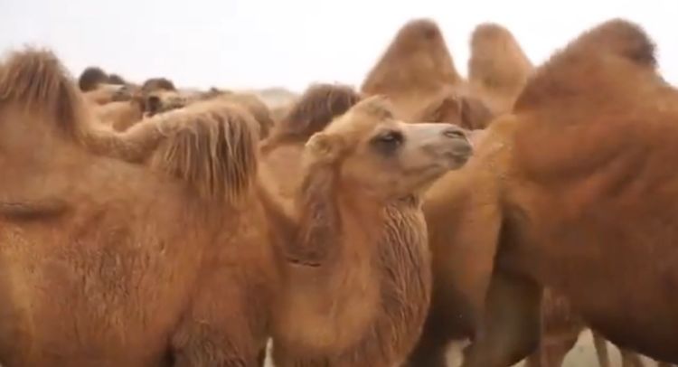 牧民在沙漠中有意外收获?骆驼功不可没,帮牧民们多赚了不少钱
