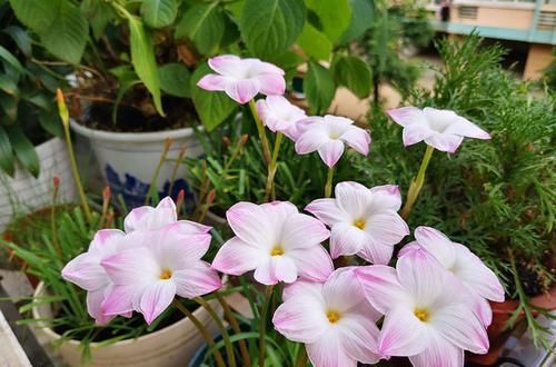  「此款养花必备」家里养花，不如养“精品菊花”一枝浓艳，花开娇红嫩绿，明媚高雅