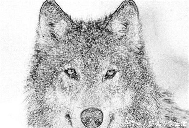 『人格』心理测试你认为哪只狼最凶狠测试你内心深处的阴暗人格