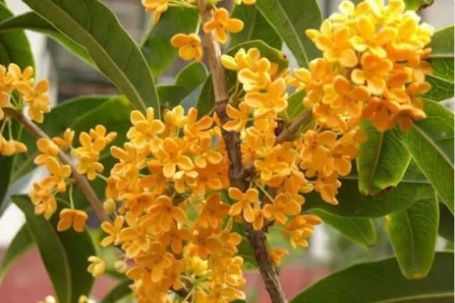 【花中】中国10大名花,哪个是你的最爱?