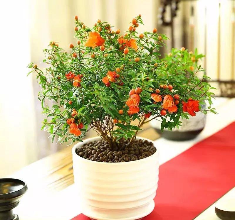  #排水良好#家里养棵守家树，镇宅又纳福，养得越久越吉祥，1盆能顶10盆