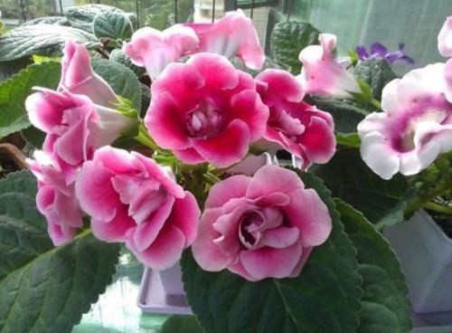 适合：阳台养花，不妨养这4款植物，花儿轻松开爆盆，适合阳台盆栽