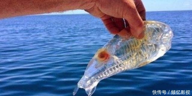 一种会“隐身”的鱼:靠“隐身术”隐藏保护自己,捉到最好放生!