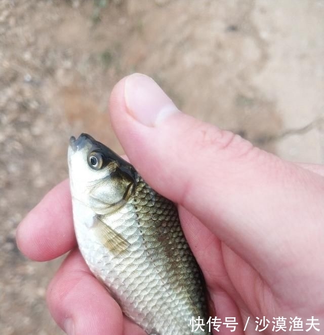『立春后』立春后万物复苏,正是钓鱼的好时节