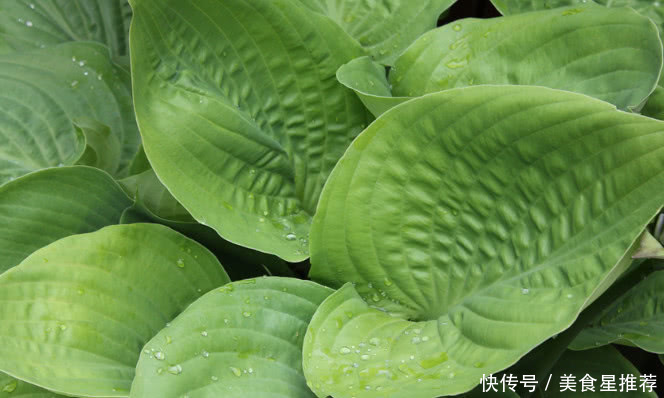 农村这种植物人称“尿床草”，曾是农民的“救命草”，你有见过没