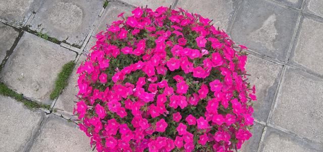  养花：养花不如养此款花，花大还妖艳，开花满屋子飘香，花开枝繁叶茂