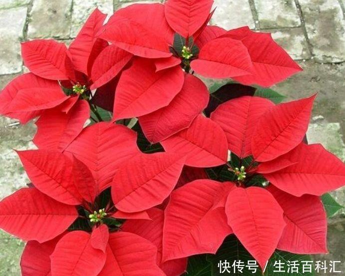 #红色#阳台养这几朵花,花开不断,花色艳丽,花开枝繁叶茂