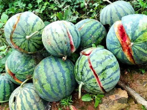 4毛钱一斤也卖不出去，西瓜价格一跌再跌，听听专家是怎么说的