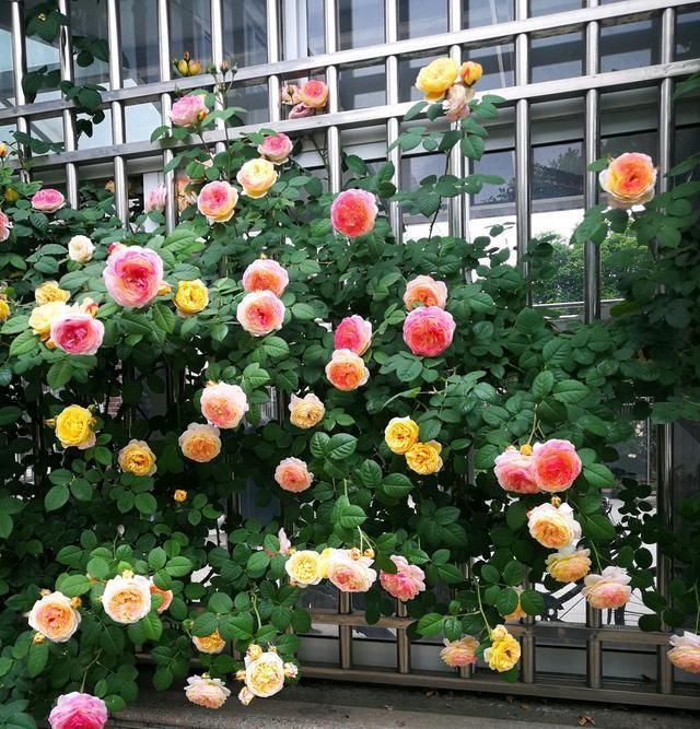 【詹森的花】此种观赏花卉,一树多色花,全年花开不停,种植容易,盆栽也可以