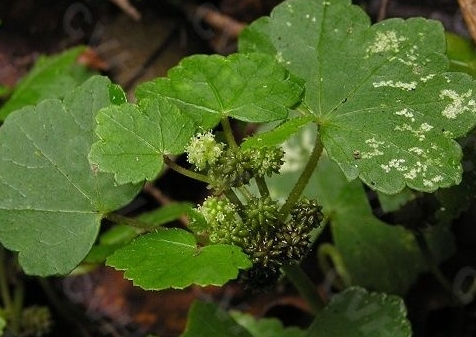 农村地里的野菜，用来煲汤喝，却有着美容养颜的效果，见到请珍惜