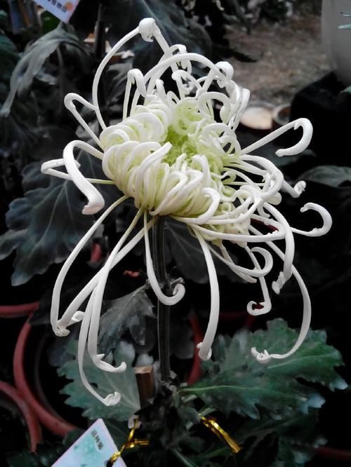  [海蟹]喜欢菊花，不如养盆“菊中珍品”墨蟹，花开如墨，似海蟹横行，美