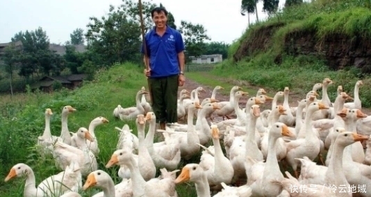 怎么电视里的农民干啥都能致富，自己弄就赔钱？老农道出其中原因