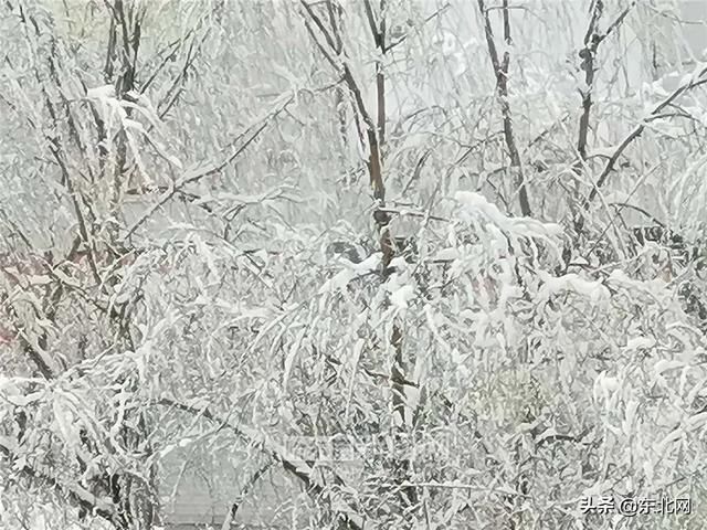 「交警部门」黑龙江这场大暴雪史上只现两次,专家分析来了!27日后可能…