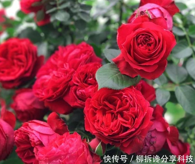  『家里』家里养上“3种花”，直接变成“百花园”，高雅艳丽，美不胜收！