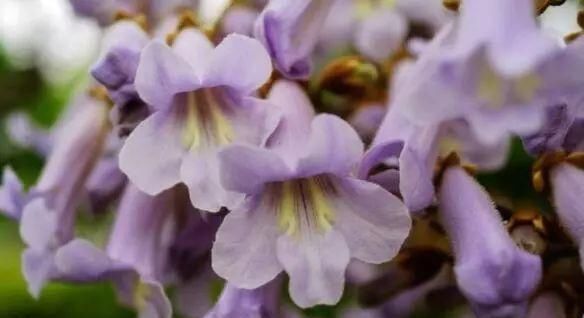 『营养』合适家庭养花种植物的6种常见土,还在用营养土?