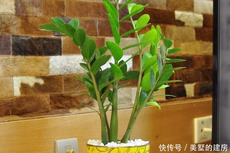 【家里】人养花,花也养人!4种花养家里镇宅旺财,尤其是最后一种!