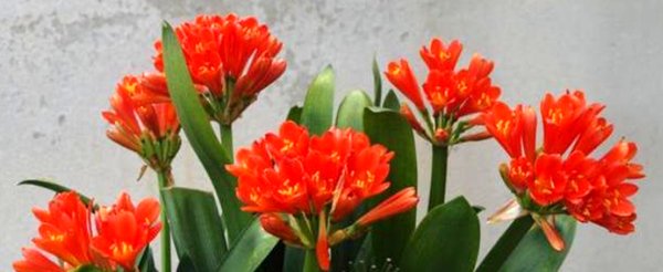  叶绿■养君子兰,浇水记2句话,君子兰十年不烂根,叶绿花艳,越长越旺