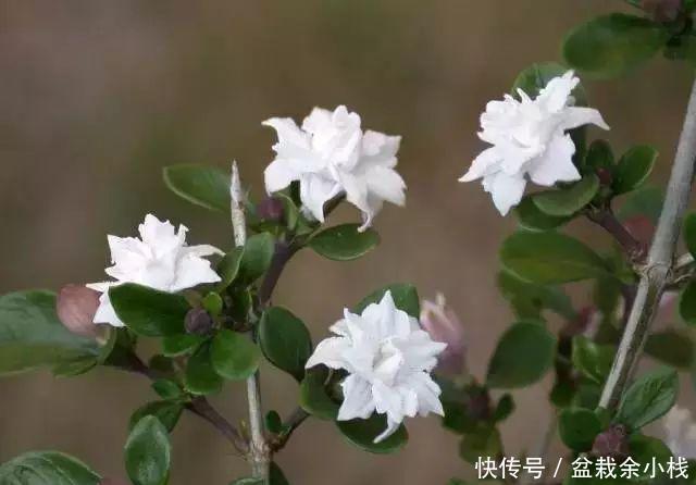 环境|买回来的植物先做到这三步,才会越长越好!