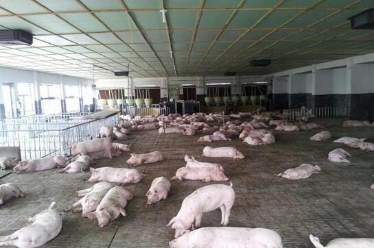  [养猪场]为何养猪场要把小公猪的“蛋蛋”割掉？这些理由不得不