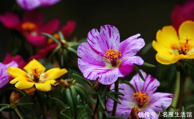  夏天■谷雨前要种好的3种花，好养易活花期长，夏天也能赏花不断