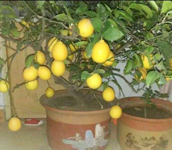 无花果■3种果树养“阳台”,水果再贵也不怕,自己种的有,想吃就去摘