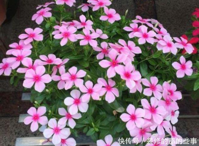  试试：养花试试这几款，花开繁盛花香怡人，花色繁多易爆盆，娇艳欲滴